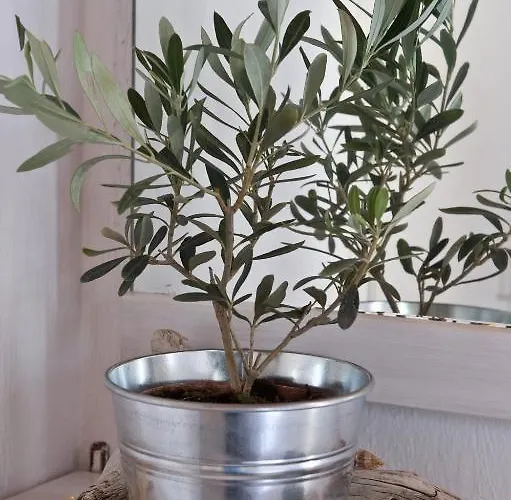 Gryparis' Club Apartman Mykonos Town